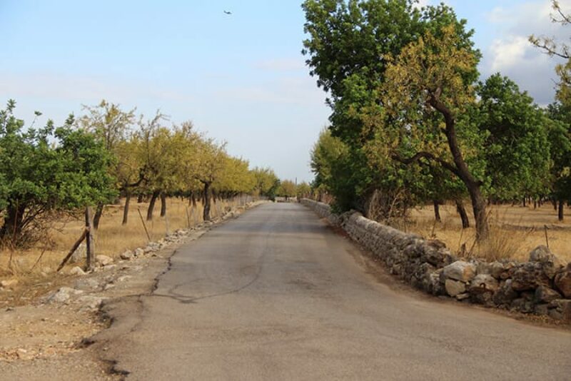 Mallorca countryside road