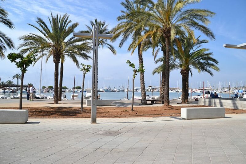 Mallorca palm trees